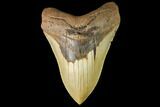 Serrated, Fossil Megalodon Tooth - North Carolina #147477-2